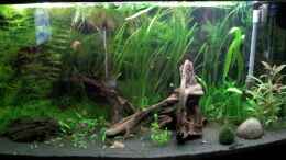 aquarium-von-suedamerika-becken-23229_7.07.2012