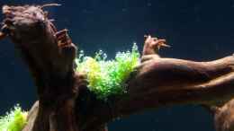 aquarium-von-panamericana85-a-touch-of-nature_