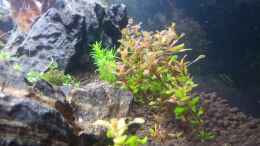 aquarium-von-panamericana85-a-touch-of-nature_