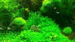 aquarium-von-panamericana85-a-touch-of-nature_