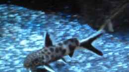 Foto mit Synodontis multipunctatus