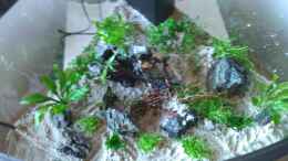 aquarium-von-malphite-black-forest_