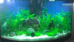 aquarium-von-malphite-black-forest_1Woche