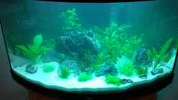 aquarium-von-malphite-black-forest_1Tag