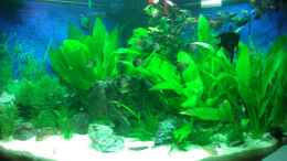 aquarium-von-malphite-black-forest_25.11.12