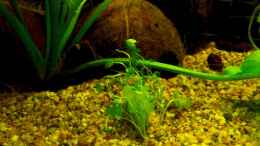 aquarium-von-babsi-aud-trockentauchen-im-wohnzimmer-_Kleinblättriger Wassernabel / Hydrocotyle sibthorpioides - 