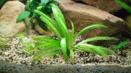 aquarium-von-falk-bellmann-becken-23302_Echinodorus angustifolius (28.08.2012)