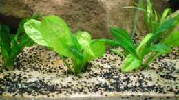 aquarium-von-falk-bellmann-becken-23302_Echinodorus parviflorus Tropica (28.08.2012)