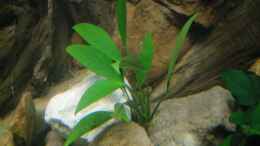 aquarium-von-falk-bellmann-becken-23302_Anubias barteri var. angustifolia (28.08.2012)