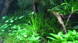 aquarium-von-disco-d-becken-23304_Hydrocotyle verticillata