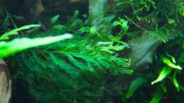 aquarium-von-disco-d-becken-23304_Bolbitis heudelotii