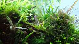 aquarium-von-disco-d-becken-23304_Dezember 2012