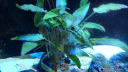 aquarium-von-couro-abenteuerland_Cryptocoryne wendti  