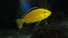 Foto mit Labidochromis caeruleus yellow ; dominanter Bock  