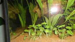 aquarium-von-chillingturtle-suedamerika-gesellschaftsbecken_Amerikanischer Wassernabel Hydrocotyle verticillata vorne 