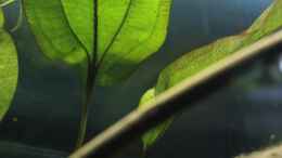 aquarium-von-falk-rio-parana_der Froschlöffel