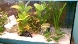 aquarium-von-steph-anie-becken-23415_