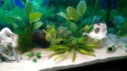 aquarium-von-steph-anie-becken-23415_