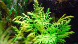 aquarium-von-michael-seraph-the-green-culture_Hygrophila Difformis