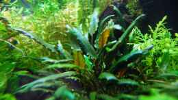 aquarium-von-michael-seraph-the-green-culture_Cryptocoryne Wendtii green