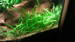 aquarium-von-biffty-gesellschaftsbecken-1-biffty-nur-noch-als-bsp-_Sagittaria subulata // Pfeilkraut