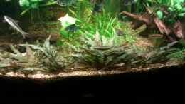 aquarium-von-biffty-gesellschaftsbecken-1-biffty-nur-noch-als-bsp-_Cryptocoryne ? // Wendtscher Wasserkelch