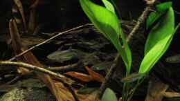 Foto mit Schwarm Kongosalmler im Becken
