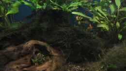 aquarium-von-shazrak-becken-23505_