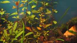 aquarium-von-shazrak-becken-23505_