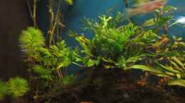 aquarium-von-shazrak-becken-23505_