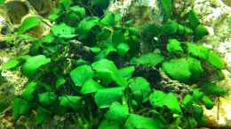 aquarium-von-yejo-wohnzimmer_Anubias