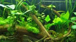 aquarium-von-andy90-mein-eigenes-stueck-amazonas_