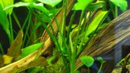 aquarium-von-andy90-mein-eigenes-stueck-amazonas_Anubias barteri auf Wurzel 