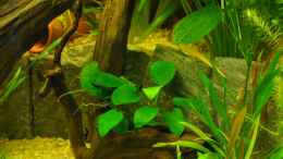 aquarium-von-andy90-mein-eigenes-stueck-amazonas_Anubias barteri var. nana auf Wurzel