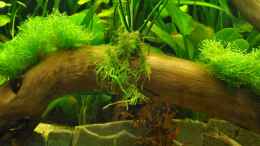 aquarium-von-andy90-mein-eigenes-stueck-amazonas_Anubias barteri auf Wurzel mit Teichlebermoos