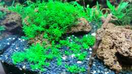 aquarium-von-walde-becken-23562_Hemianthus callitrichoides cuba (18.09.2012)