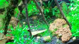 aquarium-von-walde-becken-23562_14.10