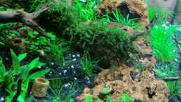 aquarium-von-walde-becken-23562_18.09.12