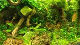 aquarium-von-walde-becken-23562_mitte 21.04.2013