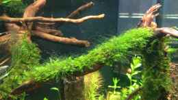 aquarium-von-walde-becken-23562_Fissidens spec. mini (leider mit algen)