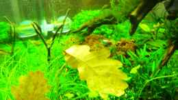 aquarium-von-walde-becken-23562_20.01.2013