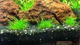 aquarium-von-walde-becken-23562_Eleocharis parvula