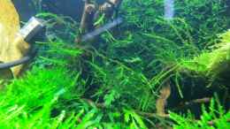 aquarium-von-walde-becken-23562_14.10