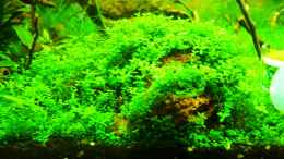 aquarium-von-walde-becken-23562_20.01.2013