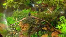 aquarium-von-walde-becken-23562_28.10.12