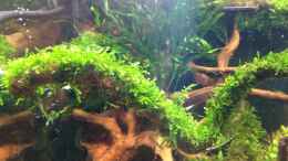 aquarium-von-walde-becken-23562_Weeping-Moos - Vesicularia ferriei