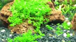 aquarium-von-walde-becken-23562_Hemianthus callitrichoides cuba