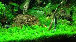 aquarium-von-walde-becken-23562_HCC 21.04.2013