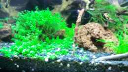 aquarium-von-walde-becken-23562_14.10