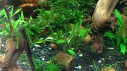 aquarium-von-walde-becken-23562_Mini-Moos - Taxiphyllum spec.